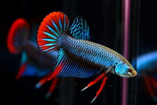 Imbellis Betta